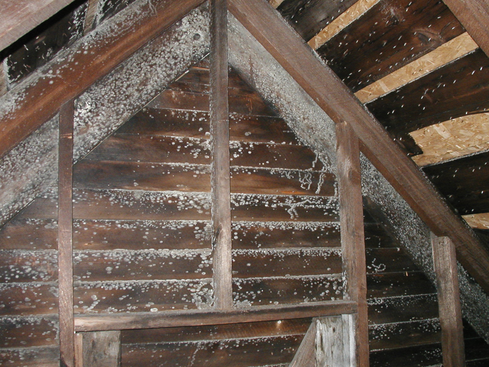 How do you remove mold from an attic?