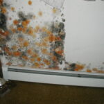 Bedroom Mold Contamination