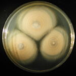 Penicillium Colony Front CzA 12 days - Click to zoom.