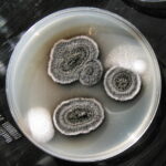 Threats to Indoor Air Quality - Stachybotrys colony - Click to zoom