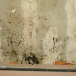 Wall Mold Contamination